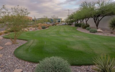 Step-by-Step Fall Overseeding Process for Phoenix, AZ Turf