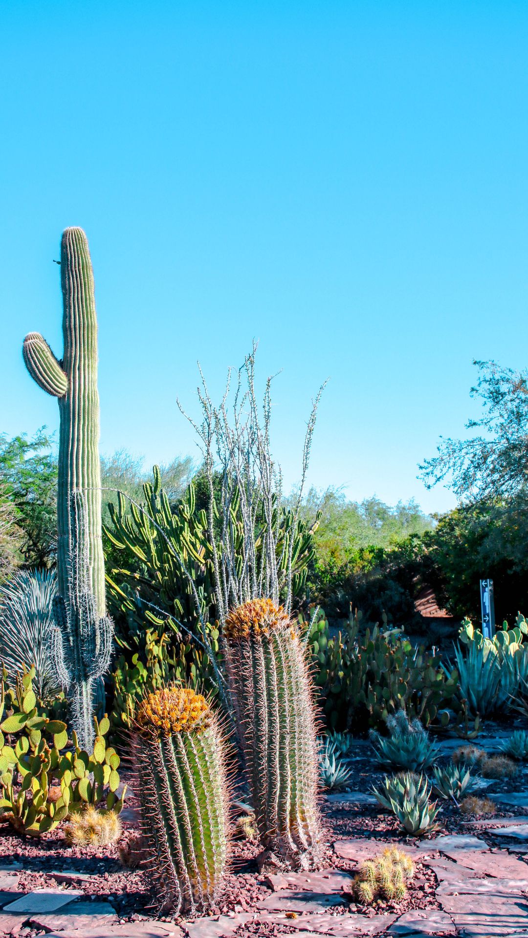 desert garden with a tall columnar cactus