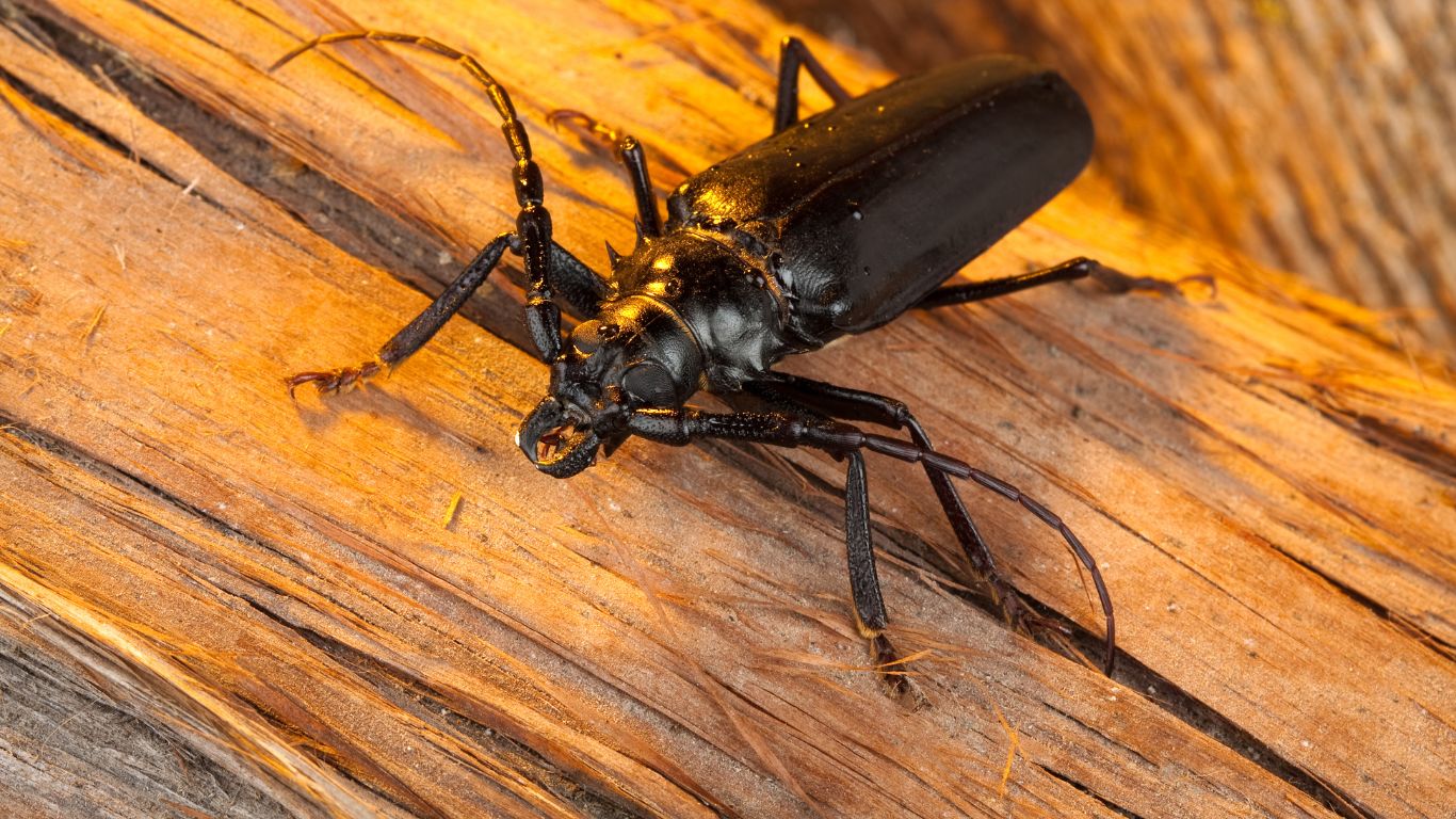 Beetle on wood