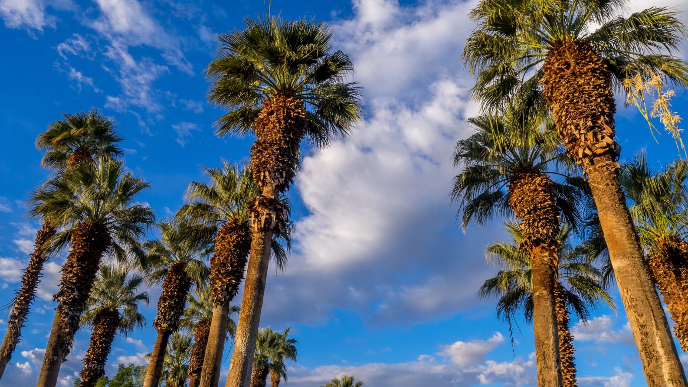 Tall palm trees