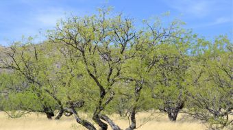 Titanls-website-service-box-section-palo-verde