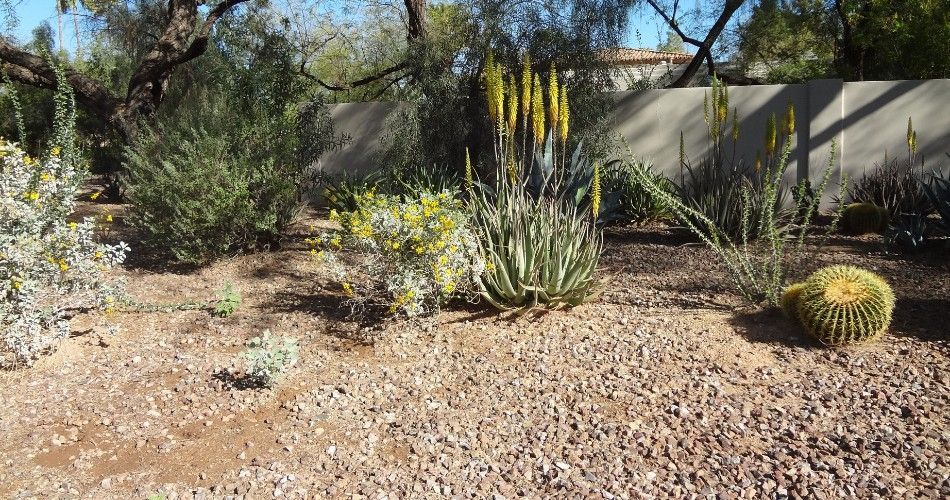 Decomposed granite ground cover surrounds drought-tolerant desert plants, flowering succulents, and a golden barrel cactus in a Southwestern xeriscape garden.