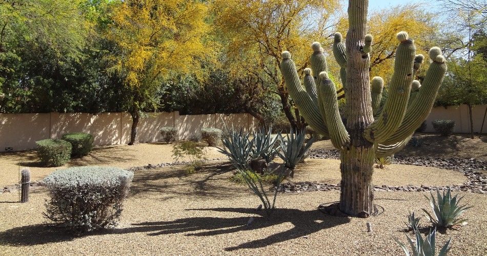 Decomposed granite ground cover surrounds mature saguaro cacti, agave, and drought-tolerant shrubs in a Phoenix landscape.