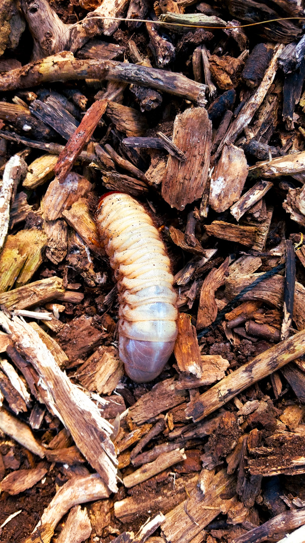 palo-verde-borer-beetle-grub
