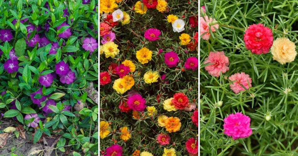 Vinca, portulaca, and moss rose summer annuals in colorful Phoenix landscape beds.
