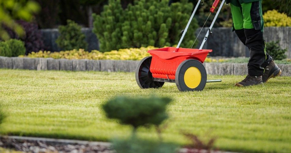 Worker spreading grass seed across prepared turf during a commercial overseeding project.